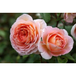 Abraham Darby (Potted Rose) Abraham Darby (Potted Rose)